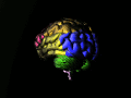 Brain_animated_color_nevit