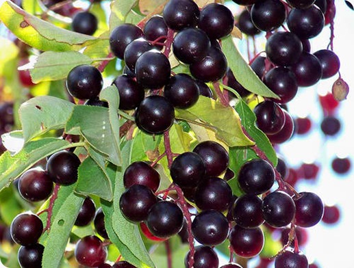 chokecherry berries (3)