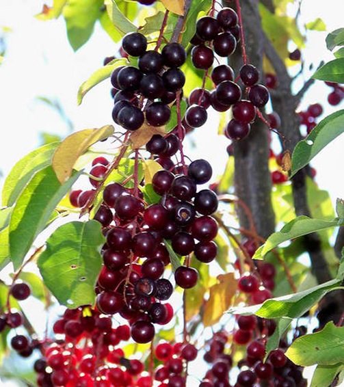 chokecherry berries (4)