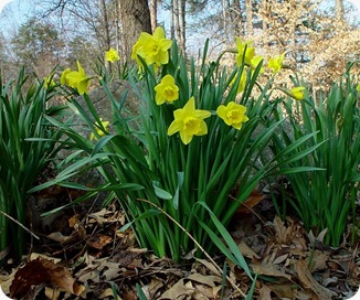 Narcissus_psuedo-narcissus_plant
