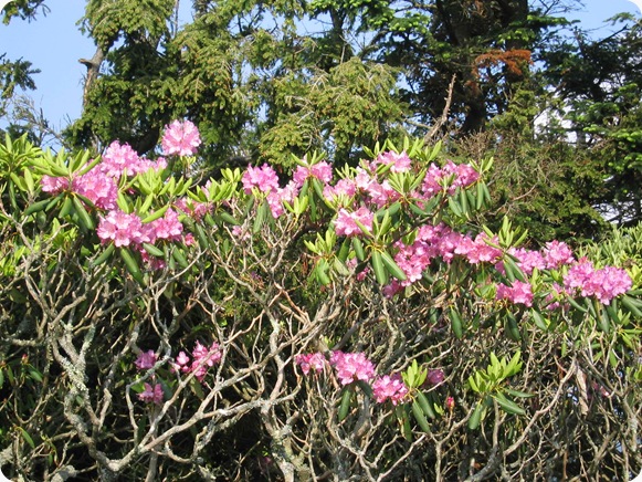 Rhododendron-catawbiense2