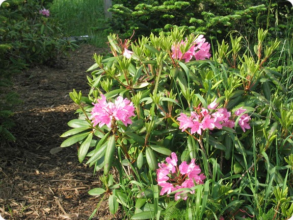 Rhododendron-catawbiense