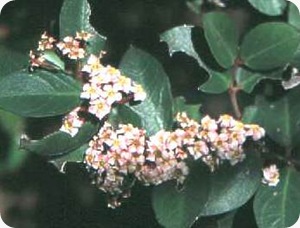 Tanaman bushman atau Acokanthera oppositifolia  acokanthoppos
