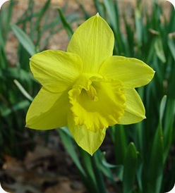 Narcissus_psuedo-narcissus_flower