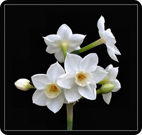 Narcissus Paperwhite_Narcissus